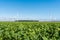 Endless farm fields with green and yellow crops and wind farm turbines under a blue sky