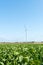 Endless farm fields with green and yellow crops and wind farm turbines under a blue sky