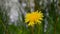 Endless field with blooming dandelions swaying in the wind in springtime. Low shot of yellow flowers in the green grass