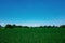 An endless field, blue sky, spring day.