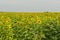 Endless field of flowering sunflowers, august evening. Natural summer background on different topics