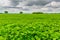 Endless field with green soy plants.