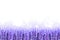 Endless field of lavender flowers with lilac fog on a white background. Hand drawn watercolor. Copy space