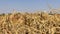 An endless field of ripe wheat under a blue sky
