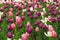 Endless field of violet and pink tulips