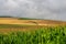 endless fields of corn under foggy sky with rain clouds