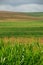 endless fields of corn under foggy sky with rain clouds