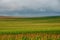 endless fields of corn under foggy sky with rain clouds