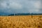 endless fields of corn under foggy sky with rain clouds