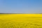 Endless fields of rapeseed flower