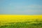 Endless fields sown with ripe buckwheat with yellow flowers