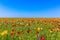 Endless fields of tulips in the reserve Opuk