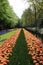 Endless flower road with tulip