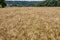 Endless golden agricultural field sown with rye