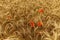 endless golden field rye wheat ripe ears and flowers red poppy very close. sunny summer day.