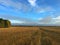 endless Golden field under the blue sky