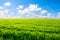 Endless grassland and sky natural landscape in springtime