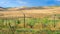 Endless kazakh grassland steppe landscape