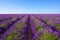 Endless lavender bushes rows to the horizon at lavender field