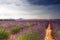 Endless Lavender Fields