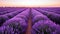 Endless Lavender Fields Painting the Horizon in a Purple Haze