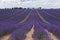 Endless lavender fields. Provence
