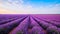 Endless Lavender Fields Stretching Beyond the Horizon