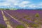 Endless lavender fields in Valensole