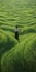 Endless Lawn: A Dreamlike Journey Through Grassy Fields