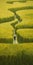 Endless Lawn: A Man\\\'s Journey Through A Maze Of Yellow Grass