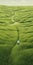 Endless Lawn: Mind-bending Patterns In Photorealistic Detail