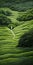 Endless Lawn: Surreal Figurative Painting Of A Path Through Tea Fields