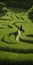 Endless Lawn: A Surrealistic Journey Through A Green Maze