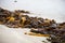 An endless line of sea Ã¢â‚¬â€¹Ã¢â‚¬â€¹algae washed up shore after high tide at Inchydoney beach