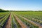 Endless long converging rows of strawberry plants in springtime