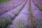 Endless patches in purple blooming lavender field.