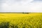 Endless rapeseed field. field. Yellow rapeseed fields and cloudy sky with clouds. Agriculture.
