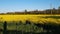 Endless rapeseed fields bloomed with bright yellow bloom on spring days