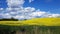 Endless rapeseed fields blooming with bright yellow flowers and cumulus clouds in the blue sky