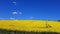 Endless rapeseed fields blooming with yellow flowers against the background of a cloudless blue sky