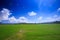 Endless Rice Field against Blue Sky with Clouds