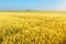 Endless rolling wheat fields at sunny day