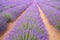 Endless rows of blooming lavender flowers in a scented field of Valensole village, France.