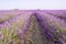 Endless rows of blooming lavender flowers in a scented field of Valensole village, France.