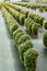 Endless rows of chrysanthemums