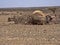 Endless slums of Somalis, living in utter poverty and despair. Afar Province, Ethiopia