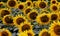 Endless sunflower field, blooming sunflower close-up