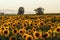 Endless sunflowers