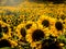 Endless Sunflowers