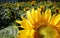 Endless sunflowers smiling to the sun